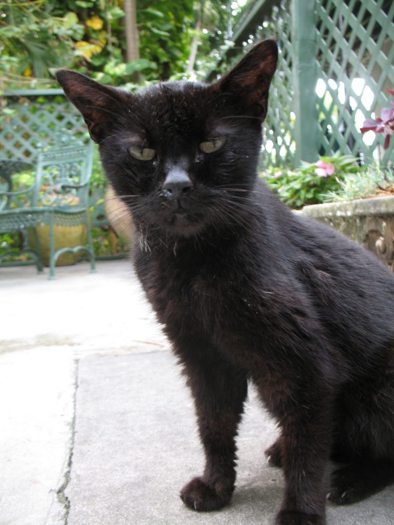 Hemingway Cat - Black