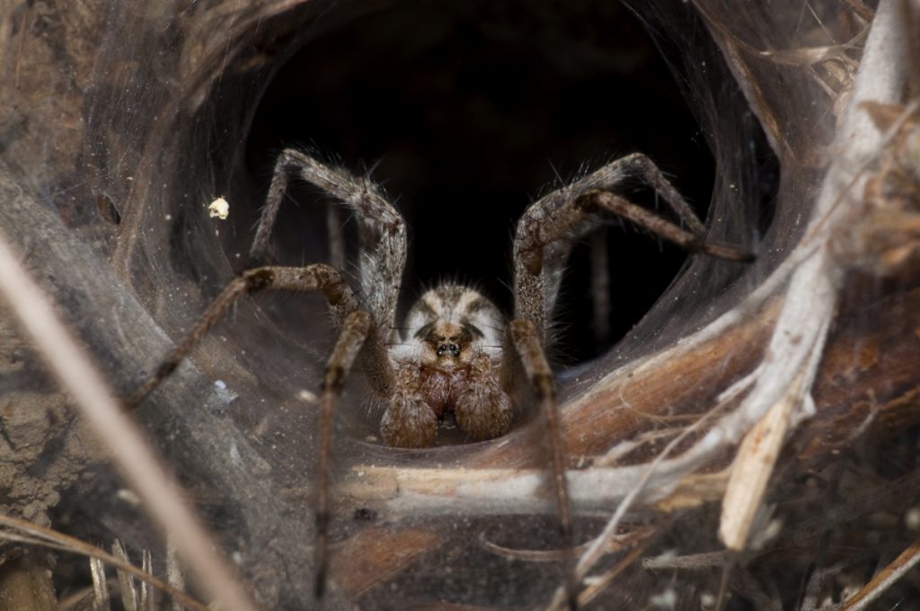 Note: While this image is labeled "Brown Recluse Spider" on Wikipedia, it is almost certainly not an image of a brown recluse. It was taken far outside the spider's home range, it has markings inconsistent with a brown recluse, and to my knowledge brown recluse spiders do not build funnel-webs.