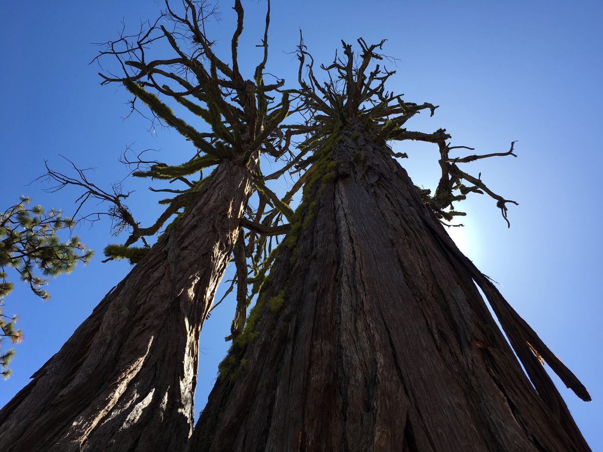 View up at giant sequoia trees in Yosemite National Park