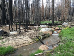 Green banks of a stream in Yosemite National Park